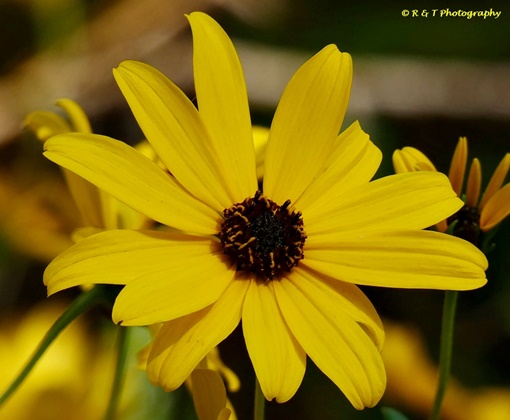 {Helianthus angustifolius}